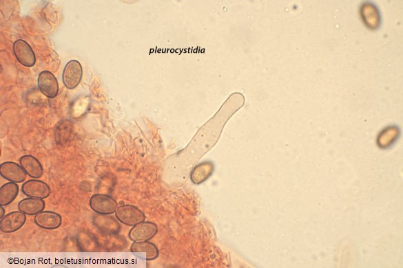 Psathyrella clivensis