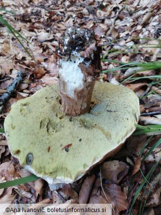 Boletus edulis