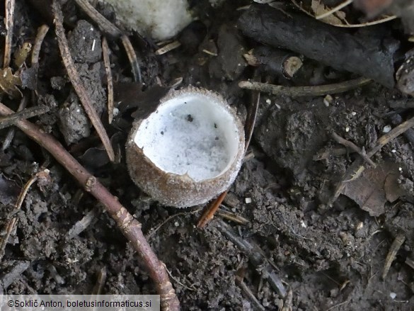 Hypomyces stephanomatis