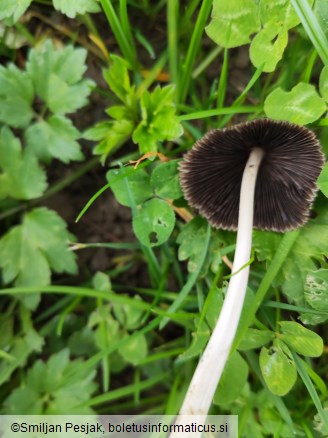 Coprinellus micaceus