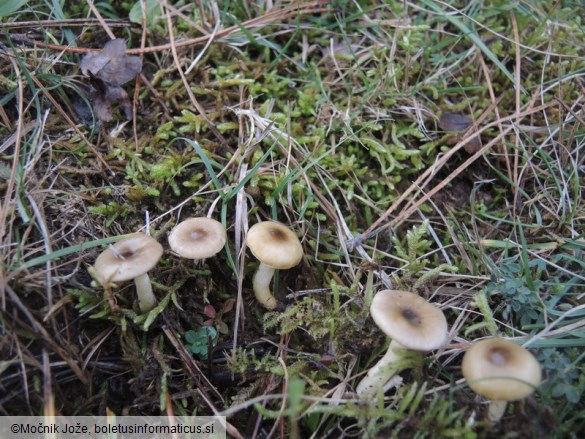 Hygrophorus hypothejus