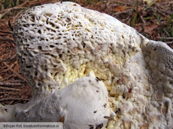 Hypomyces chrysospermus