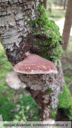 Piptoporus betulinus