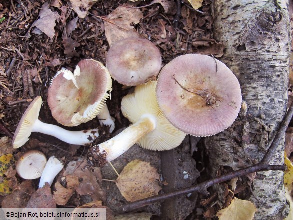 Russula versicolor