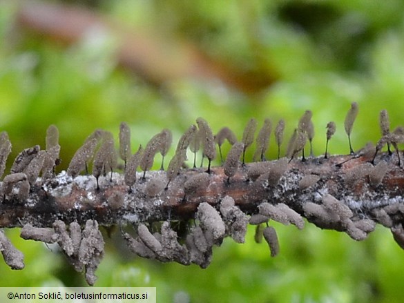 Stemonitopsis subcaespitosa