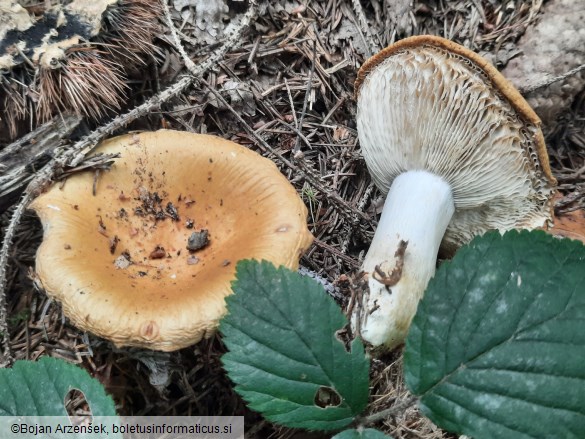 Russula ochroleuca