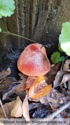 Fistulina hepatica