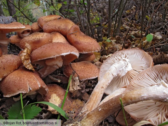 Armillaria borealis