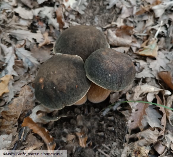 Boletus aereus