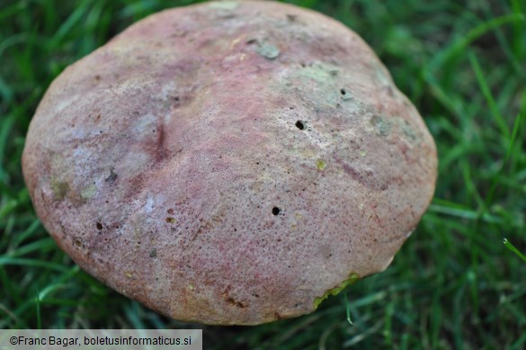 Butyriboletus regius