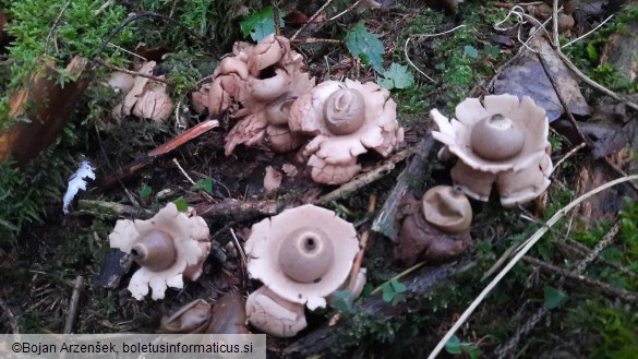 Geastrum triplex