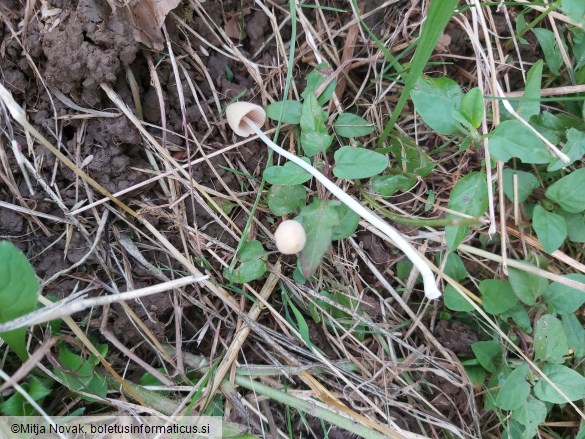 Conocybe apala