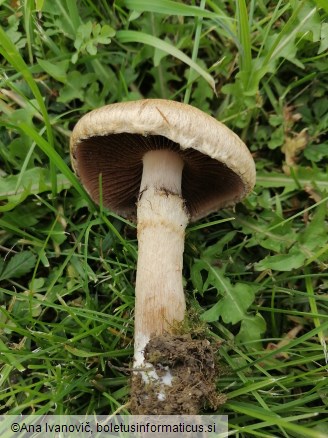 Lacrymaria lacrymabunda