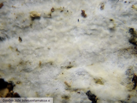 Crustoderma corneum