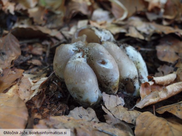 Sarcosphaera coronaria