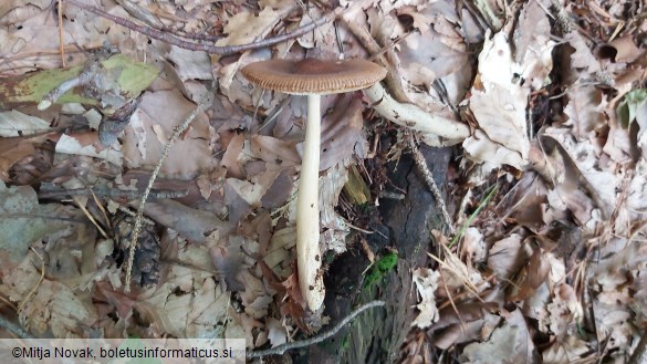 Amanita fulva