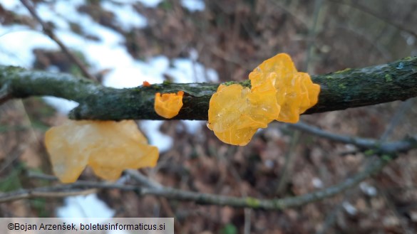 Tremella mesenterica