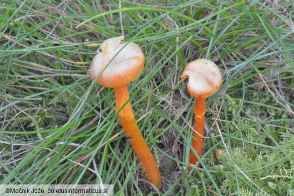 Hygrocybe cantharellus