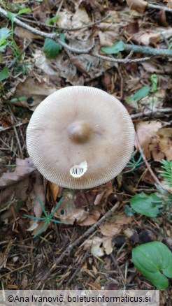 Amanita subalpina