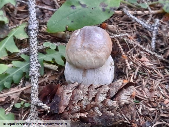 Boletus edulis