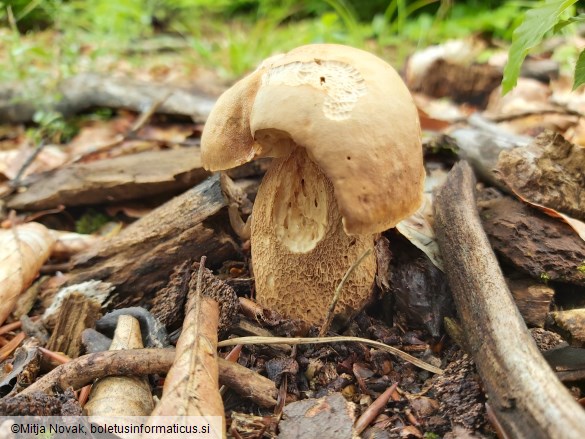 Boletus aestivalis