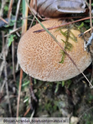 Suillus variegatus