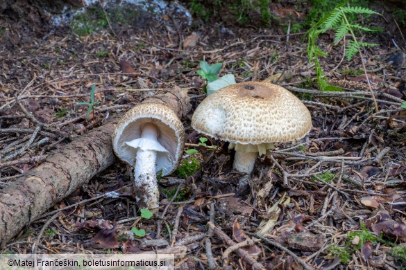 Agaricus augustus