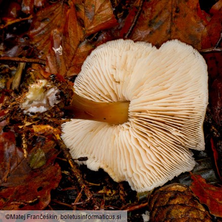 Rhodocollybia asema