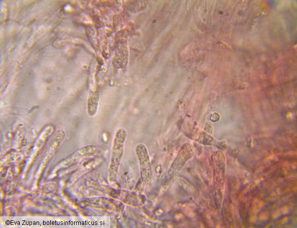 Lignomyces vetlinianus
