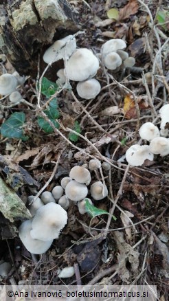 Mycena galericulata