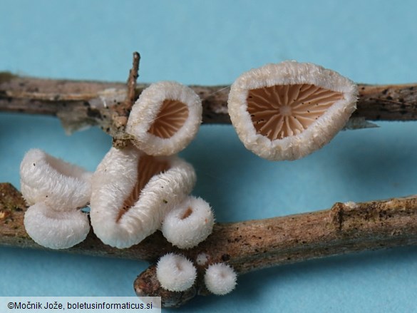 Chaetocalathus craterellus