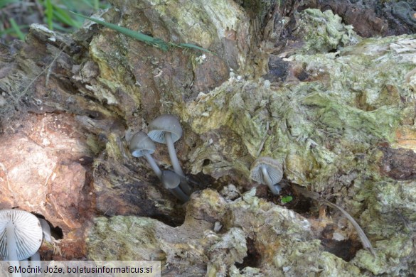 Mycena galericulata