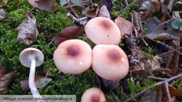 Hygrophorus leucophaeus