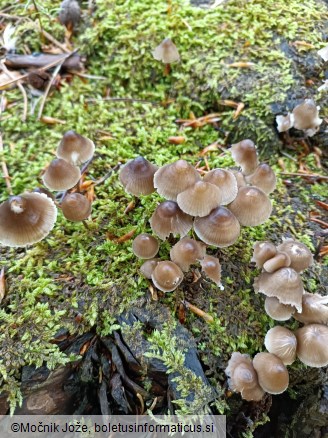 Mycena silvae-nigrae