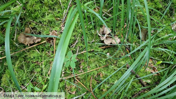 Gomphus clavatus