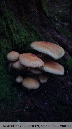 Pholiota squarrosa