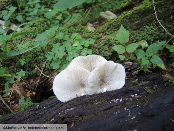 Crepidotus malachius