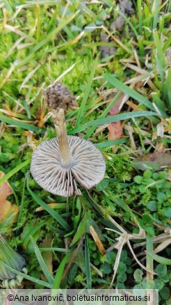 Entoloma chalybaeum