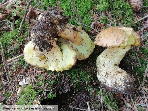 Butyriboletus appendiculatus