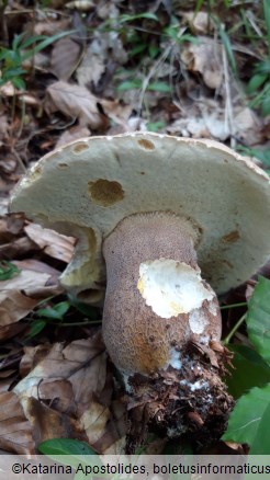 Boletus reticulatus