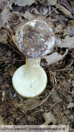 Amanita phalloides