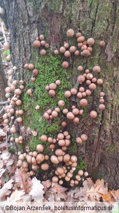 Lycoperdon pyriforme