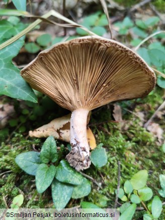 Lactarius azonites