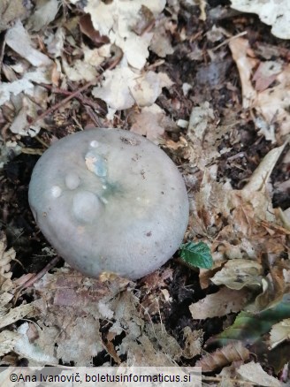 Russula cyanoxantha