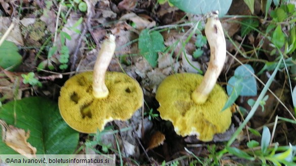 Boletus subtomentosus