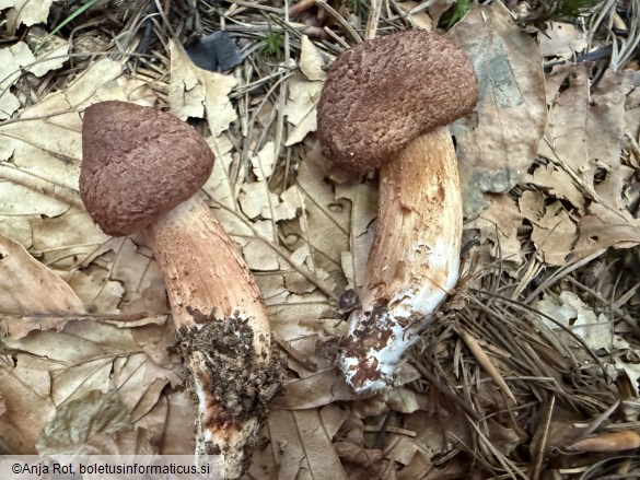 Tricholoma vaccinum