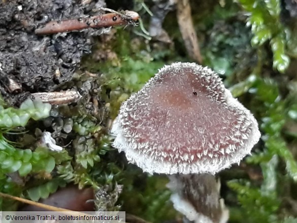 Cortinarius flexipes