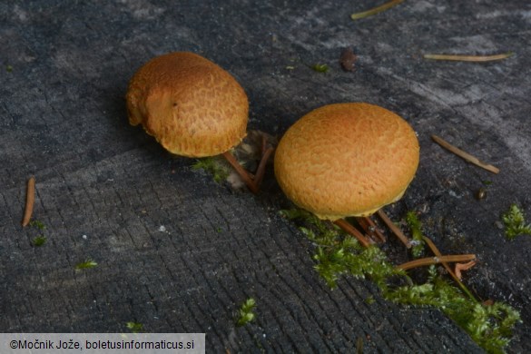 Pholiota tuberculosa