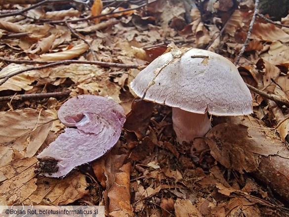 Cortinarius camphoratus
