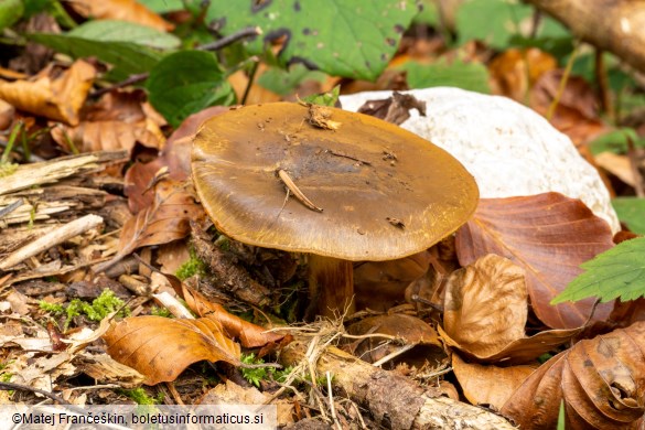 Cortinarius atrovirens